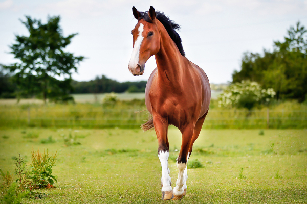 New Discovery Reveals the True Origin of Horses