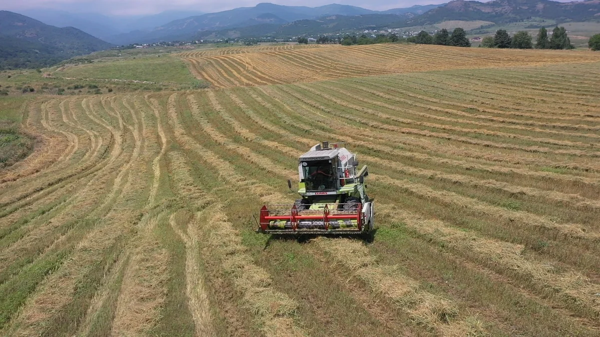 Residents Harvest Grain in Khojaly and Aghdara for the First Time in 34 Years